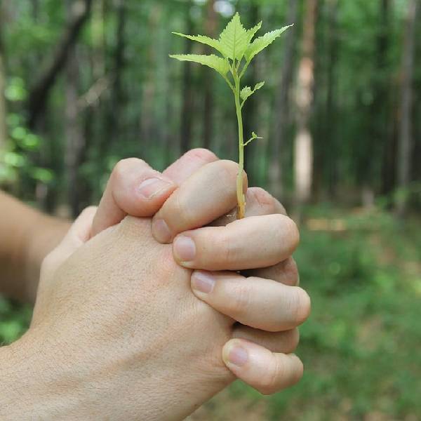 Planting Hope - Miyawaki Forests in India