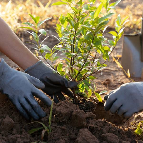 The Magic of Miyawaki Forests